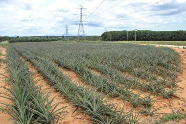 Ananas yetiştirme konseptinde yüksek voltaj kutupları ve teknolojinin gelişimi