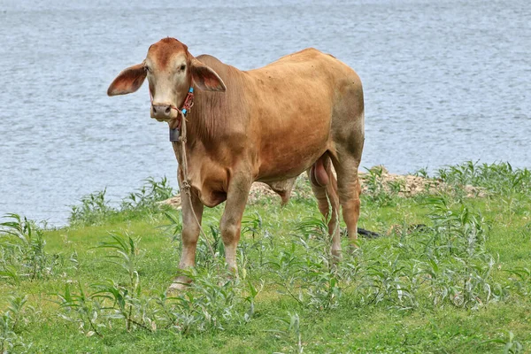 Male Brown Bull Stood Meadow Pond — Stock Photo, Image