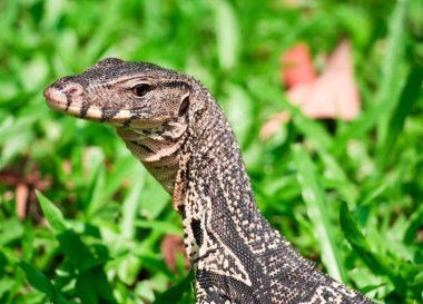 Bahçede su monitör