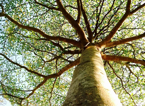 Baum mit Himmel auf dem Hintergrund lizenzfreie Stockbilder