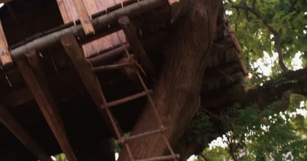 Grupo de niños en escalera de cuerda en árbol — Vídeo de stock