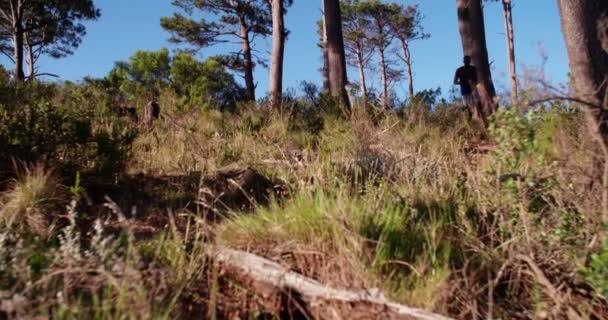 African american runner trail running in forest — Stock Video