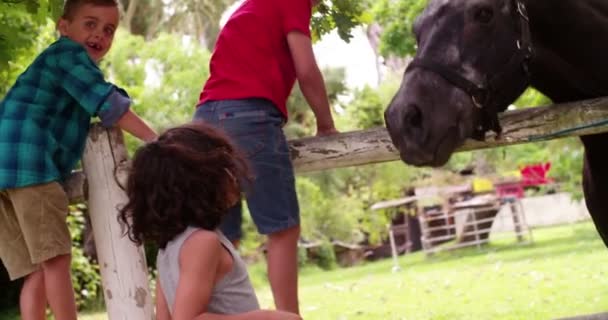Boys feeding horse a carrot on farm — Stock Video