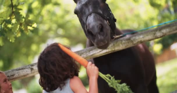 Niño alimentación caballo una zanahoria en granja — Vídeos de Stock