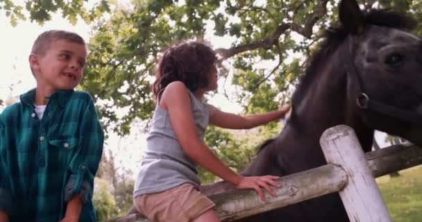 Meninos acariciando um cavalo preto — Vídeo de Stock