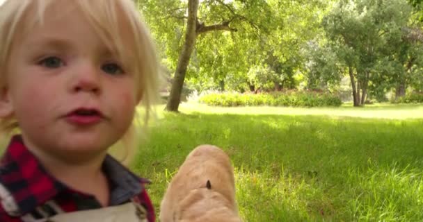 Enfant animaux de compagnie un chien labrador retriever au parc — Video