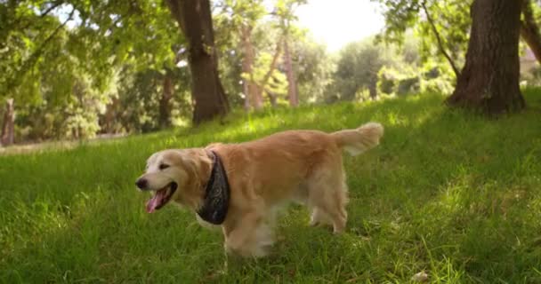 Cute labrador retriever dog walking in park — Stock Video