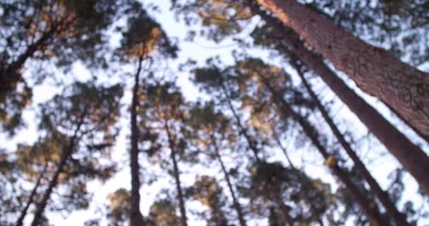 Établissement coup de feu des bois 