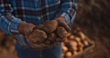 Çiftçi elleri çiftlikte patates tutuyor.
