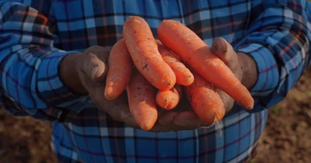 Morcovi organici pe mâinile fermierilor — Videoclip de stoc