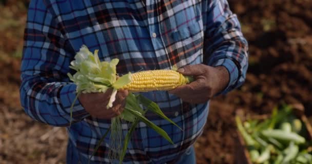 Mains de fermier vérifiant le maïs sur une ferme — Video