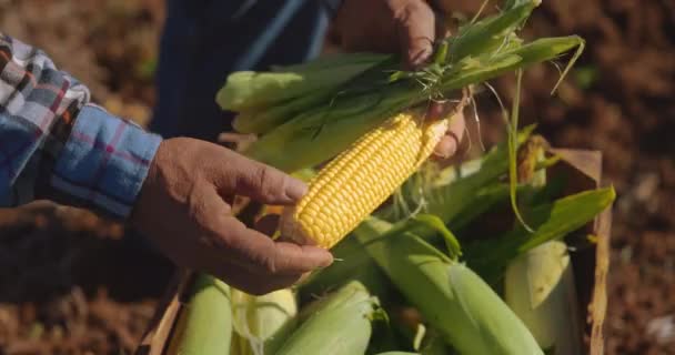 Rolnik sprawdzający organiczną skrzynię pełną kolb kukurydzy w gospodarstwie — Wideo stockowe