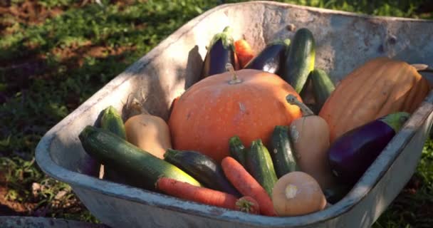 Wheelbarrow full of various crop vegetables — Stock Video