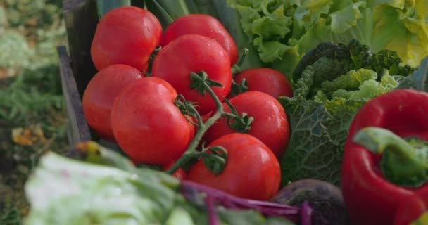 Caja de madera llena con varias verduras frescas orgánicas — Vídeos de Stock