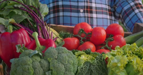 Farklı organik sebzelerle dolu ahşap sandık çiftçinin elinde. — Stok video