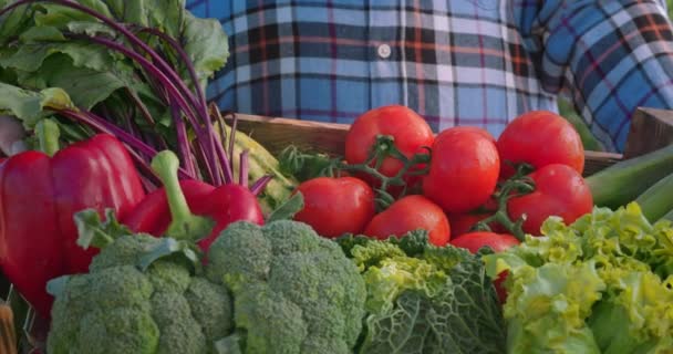 Caixote de madeira com diversos vegetais orgânicos detidos pelo agricultor — Vídeo de Stock