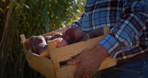 Agricoltore che cammina con patate dolci in una cassa di legno in azienda — Video Stock