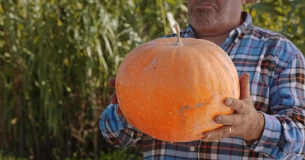 Manos del agricultor comprobando la calabaza orgánica en una granja — Vídeos de Stock