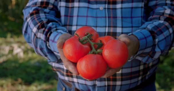 Manos de granjero sosteniendo tomates orgánicos en una granja — Vídeo de stock