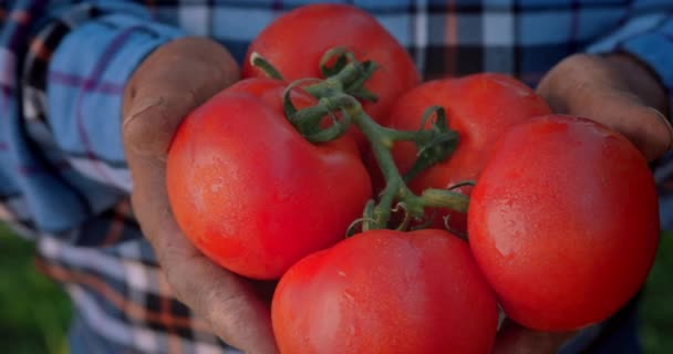 Çiftçi ellerinde organik domatesler — Stok video