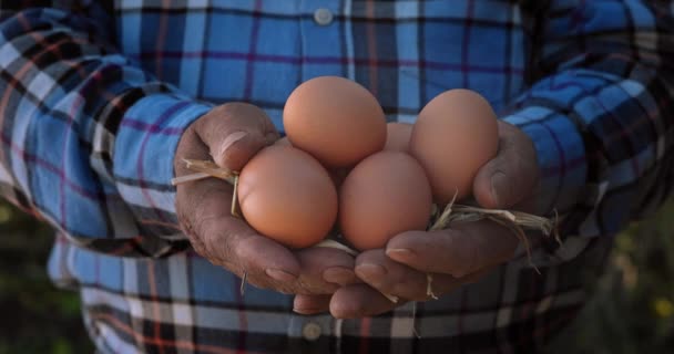 農場で有機卵を持つ農家の手 — ストック動画
