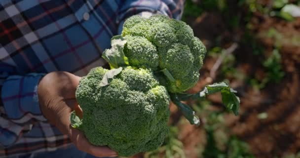 Bondehänder som håller ekologisk broccoli på en gård — Stockvideo