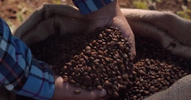 Hands of farmer checking roasted coffee beans on sack — Stock Video