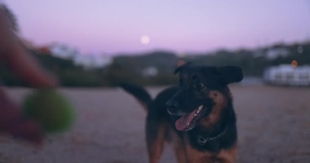 Sahibi kumsalda köpekle oyuncak top oynuyor. — Stok video