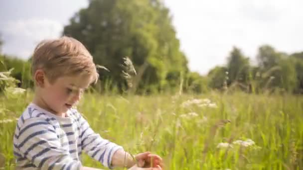 Kleiner Junge geht durch hohes Gras — Stockvideo