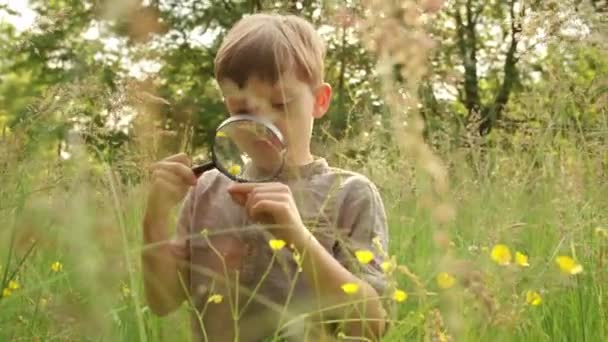 Pojke inspektera blomma med förstoringsglas — Stockvideo