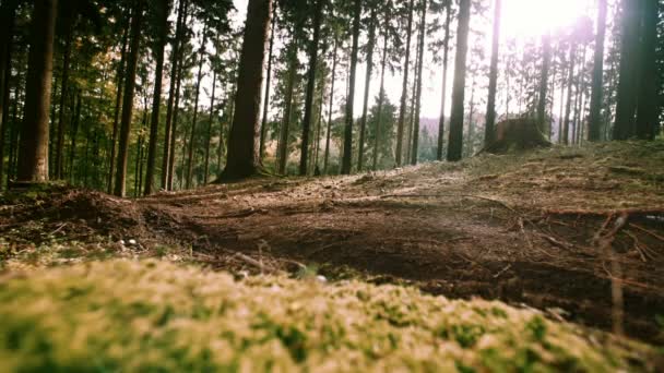 在森林里下坡骑自行车的人 — 图库视频影像
