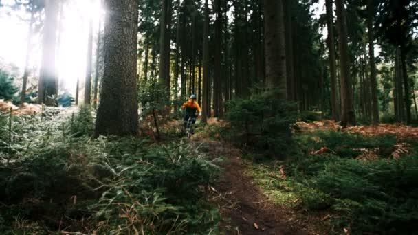 Ciclista de descenso en el bosque — Vídeo de stock