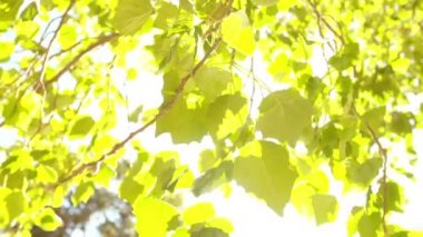 Ağaçlar yeşil gölgelik