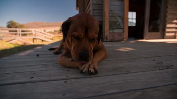 Hunden ligger på verandan — Stockvideo