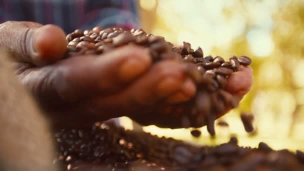 Granjero comprobando la calidad de los granos de café — Vídeos de Stock