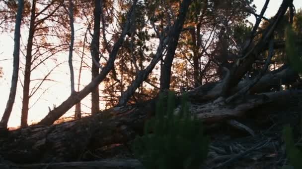 Tronco de árbol caído en el bosque — Vídeo de stock