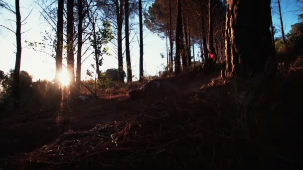 Ciclista de montaña en una pista forestal salvaje — Vídeos de Stock