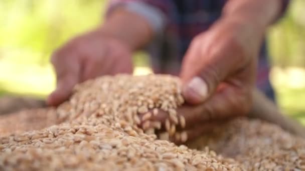 Granjero sosteniendo grano de trigo en su mano — Vídeo de stock