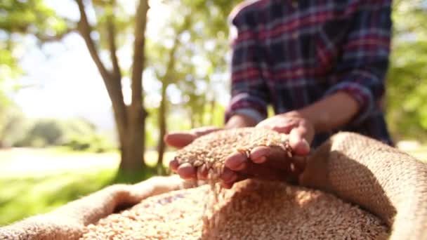 Zrna pšenice, kontrole farmář — Stock video