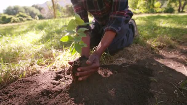 Фермер сажает новое дерево — стоковое видео
