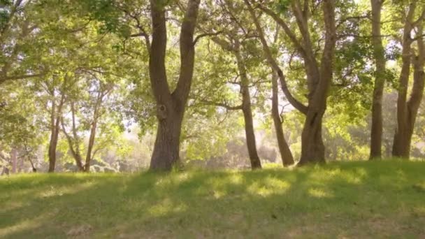 Parque con árboles verdes y sol — Vídeos de Stock