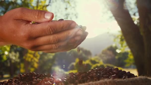 Рука фермера проверяет кофейные зерна — стоковое видео