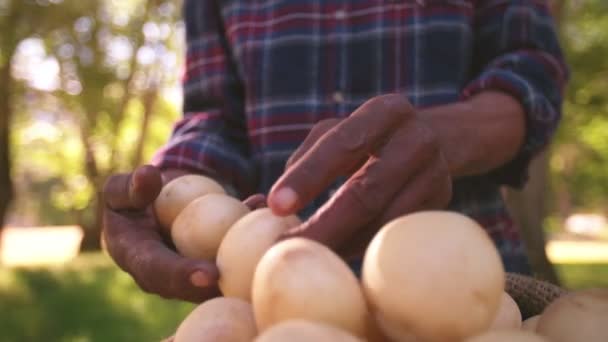 Landwirt überprüft frische Kartoffeln — Stockvideo