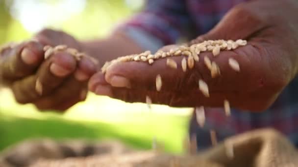 Bauer hält Weizenkorn in der Hand — Stockvideo