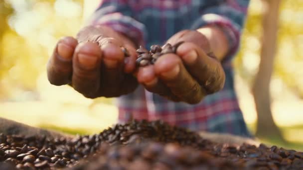 Ένας αγρότης ελέγχει την ποιότητα των φασολιών καφέ — Αρχείο Βίντεο