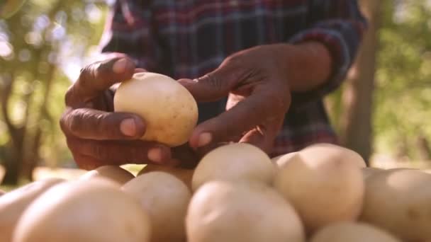 Agricultor que verifica a batata fresca — Vídeo de Stock