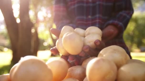 Potatis rullande från jordbrukare händer — Stockvideo