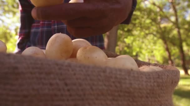 Jordbrukaren kontrollera färsk potatis — Stockvideo