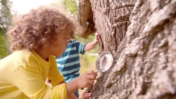 Хлопчики вивчають природу зі збільшувальним склом — стокове відео