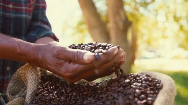 A gazda ellenőrzi a minőségi kávé babot